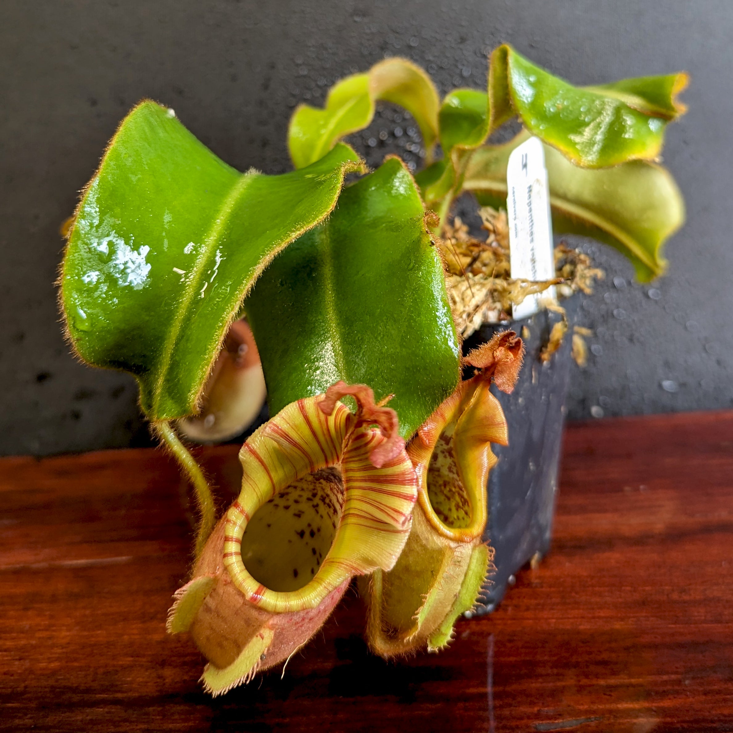 Nepenthes veitchii 