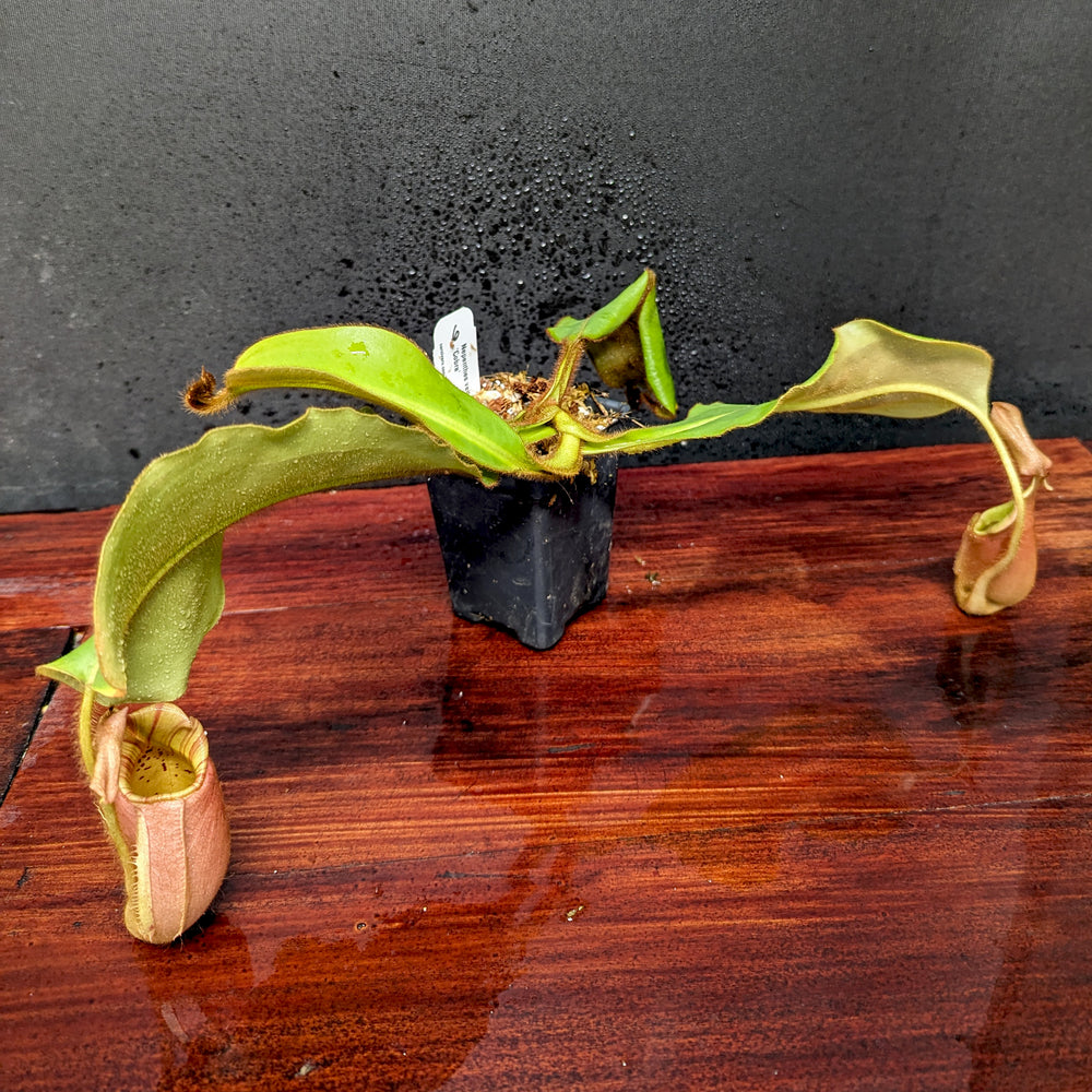 
                      
                        Nepenthes veitchii "Cobra"
                      
                    