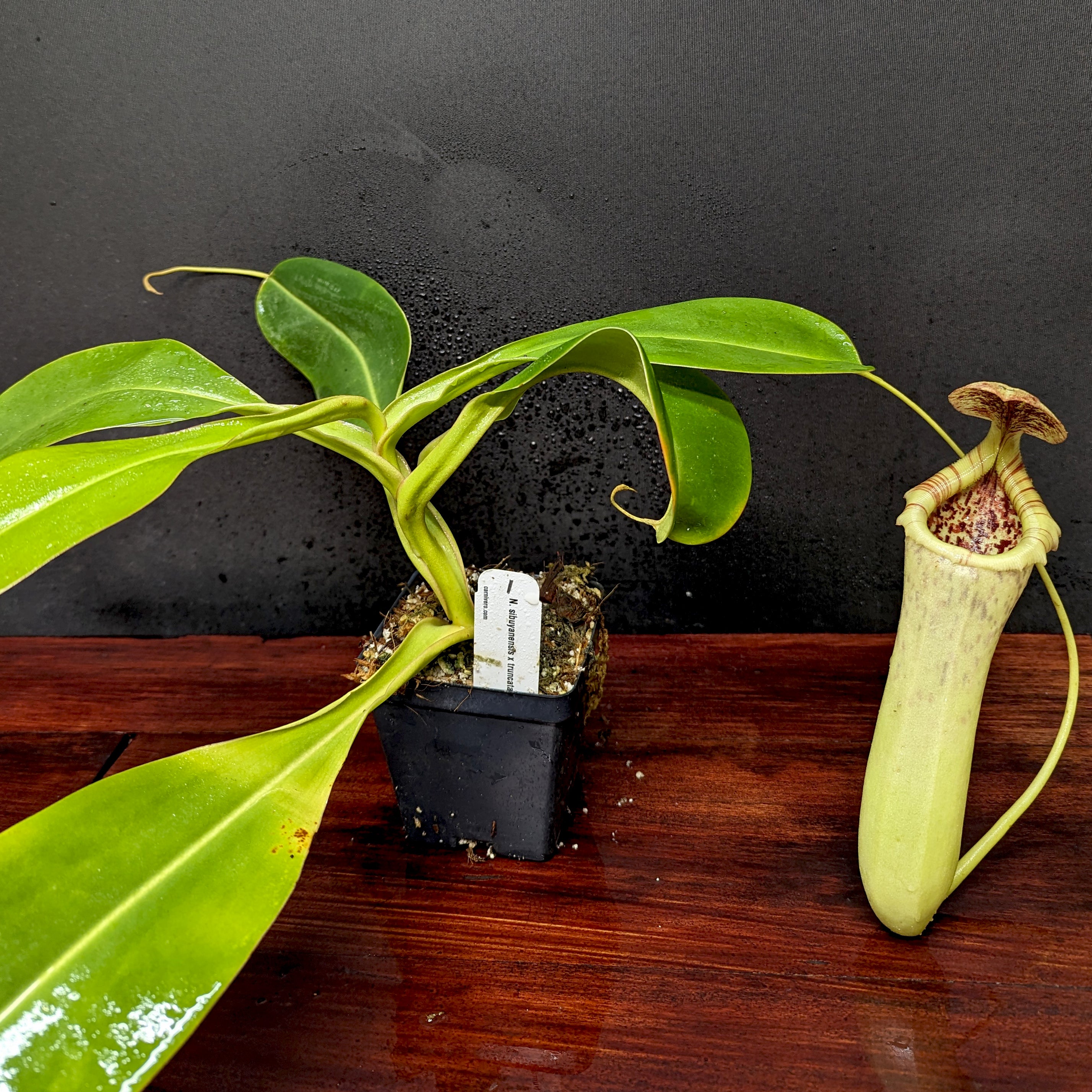 teatネペン Nepenthes（ネペンテス/ウツボカズラ）の商品一覧 | Y's Exotics