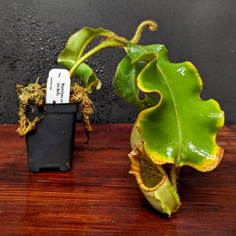 Veitchii Bario Nepenthes with large glossy leaves and a hanging pitcher in a pot