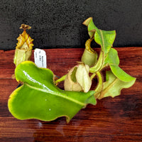 Nepenthes veitchii (m) Bario