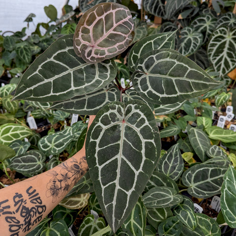 Anthurium Michelle plant with dark green leaves and pale silver venation held by a tattooed arm in a greenhouse