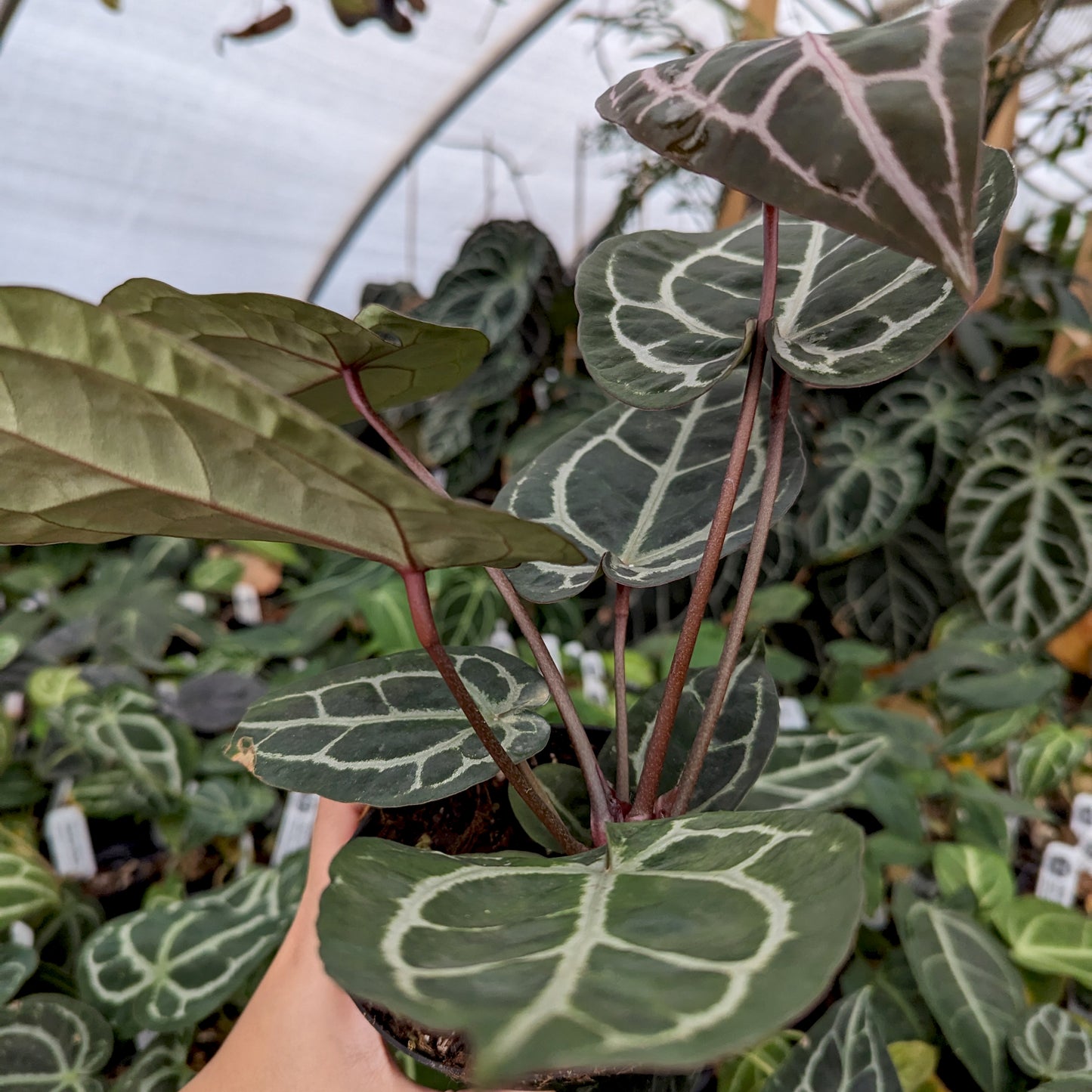 anthurium michelii Anthurium 'Michelle' by Doc Block – Carnivero