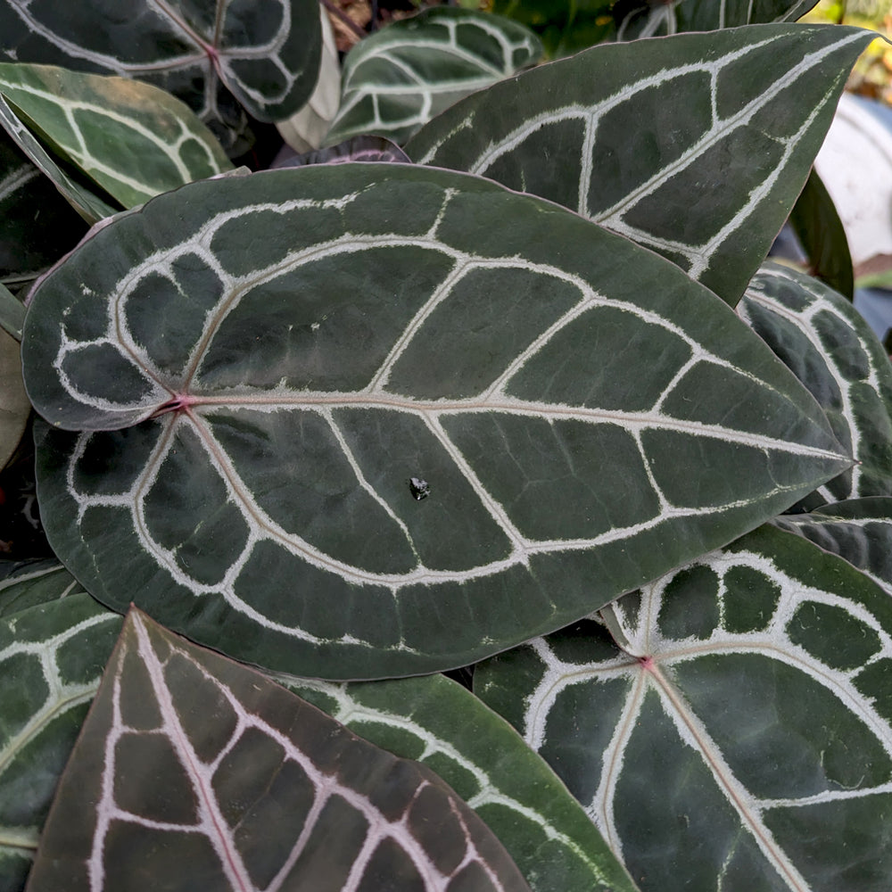
                      
                        Anthurium 'Michelle' by Doc Block
                      
                    