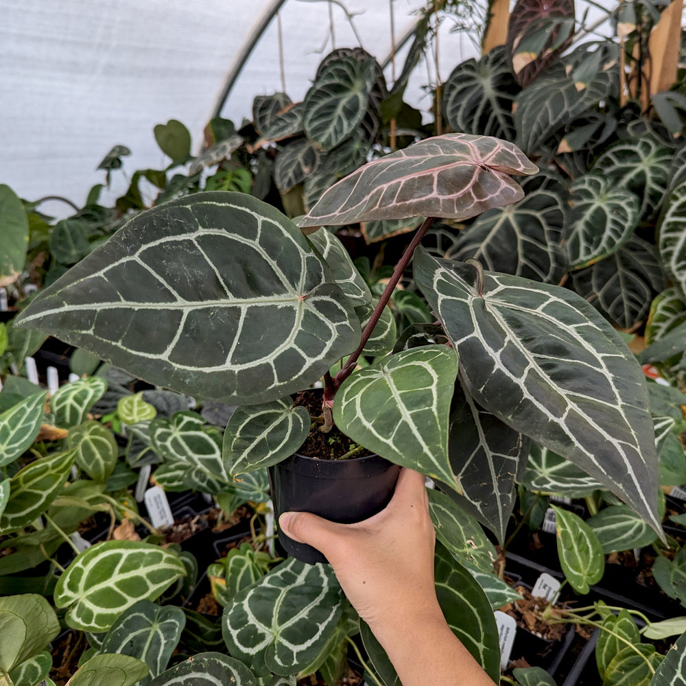 
                      
                        Anthurium 'Michelle' by Doc Block
                      
                    