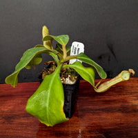 Nepenthes platychila x clipeata