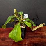 Nepenthes platychila x clipeata