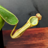 Nepenthes platychila x clipeata