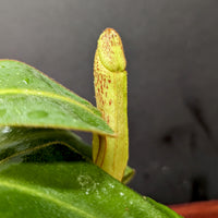 Nepenthes platychila x clipeata - Exact Plant