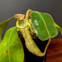 Nepenthes platychila x clipeata