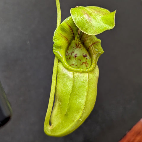 Close up of a Nepenthes ovata BE-4084 pitcher with lime green body and red striped throat.