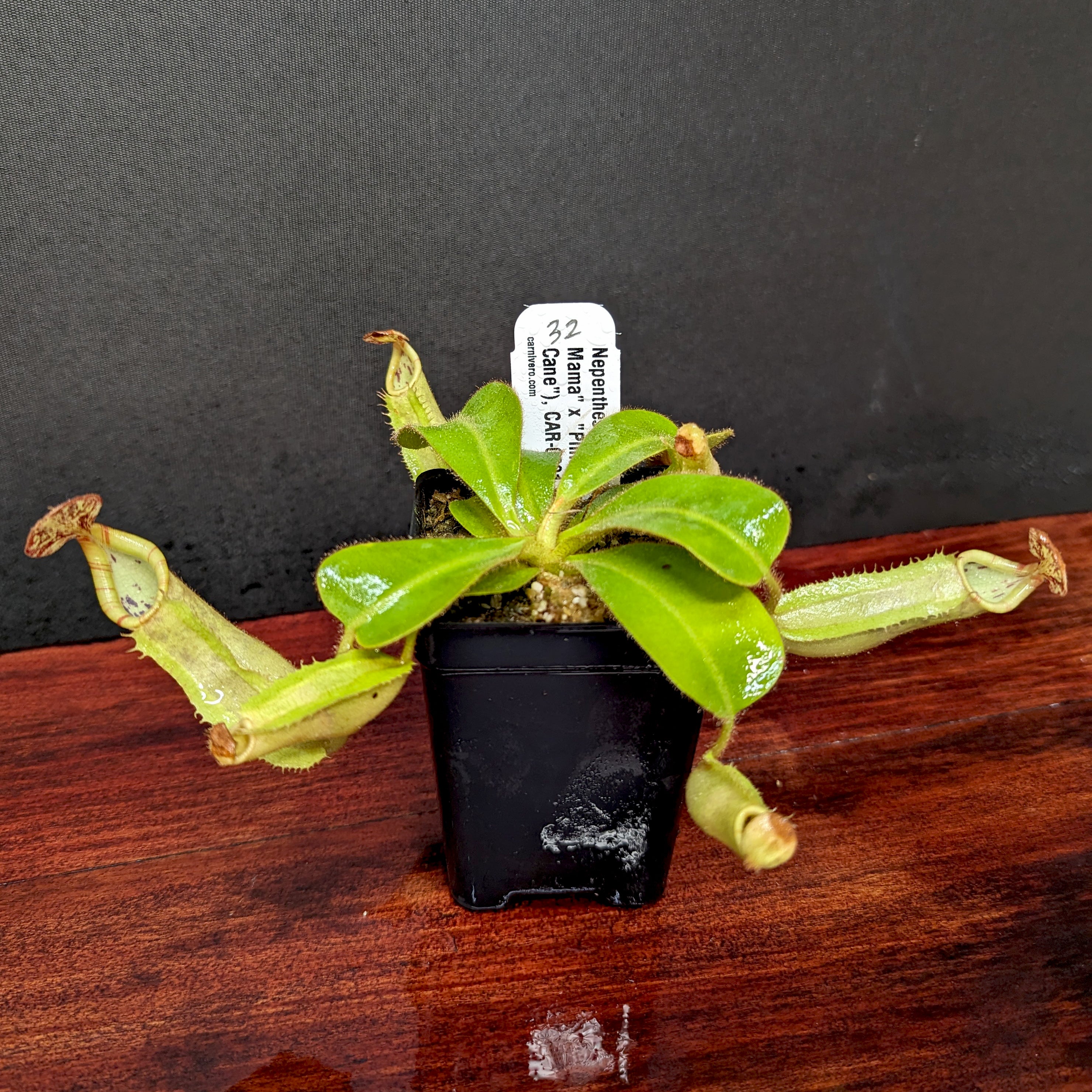 Nepenthes veitchii (