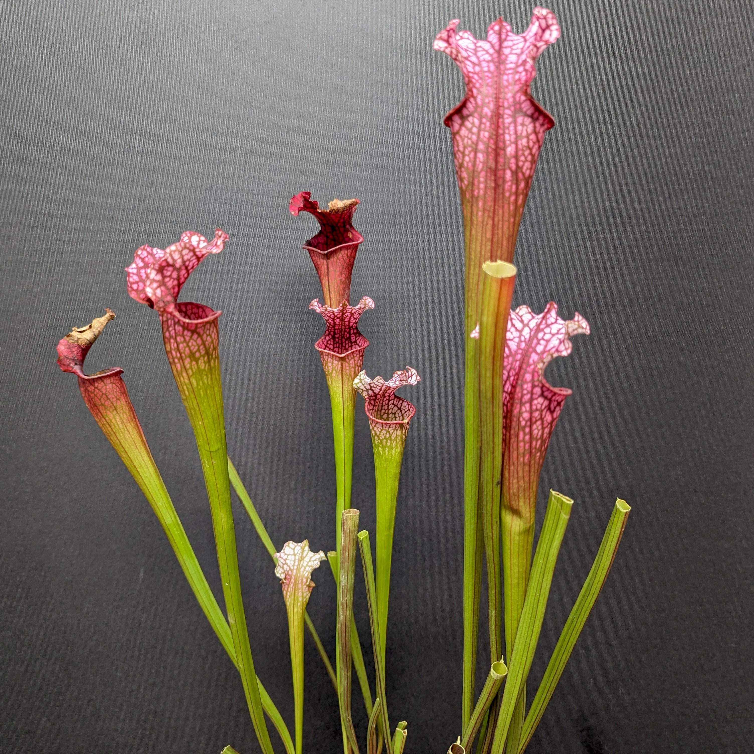 Sarracenia 'Dana's Delight' – Carnivero