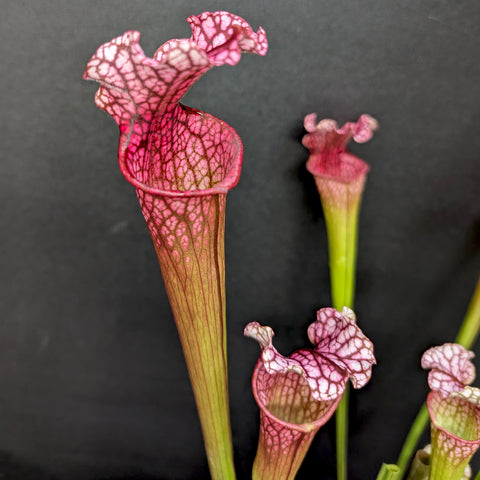 Sarracenia Dana's Delight carnivorous plant with tall pink veined pitchers against a dark background