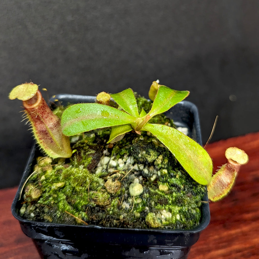 
                      
                        Nepenthes (spathulata x spectabilis) "BE Best" x veitchii "Cobra", CAR-0303
                      
                    