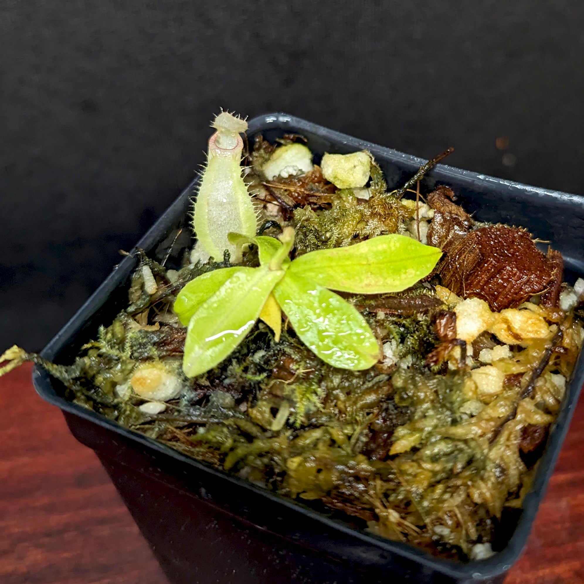 ヘリン Nepenthes [(Viking x ampullaria) x ampullaria] x rafflesiana