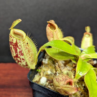 Nepenthes [(Viking x ampullaria) x ampullaria] x rafflesiana 'Thick Lip', CAR-0378