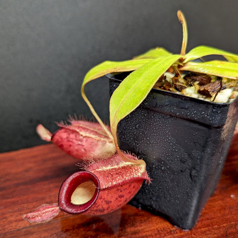 Nepenthes thick lip pitcher plant in a small black pot with a red hanging pitcher and green leaves.