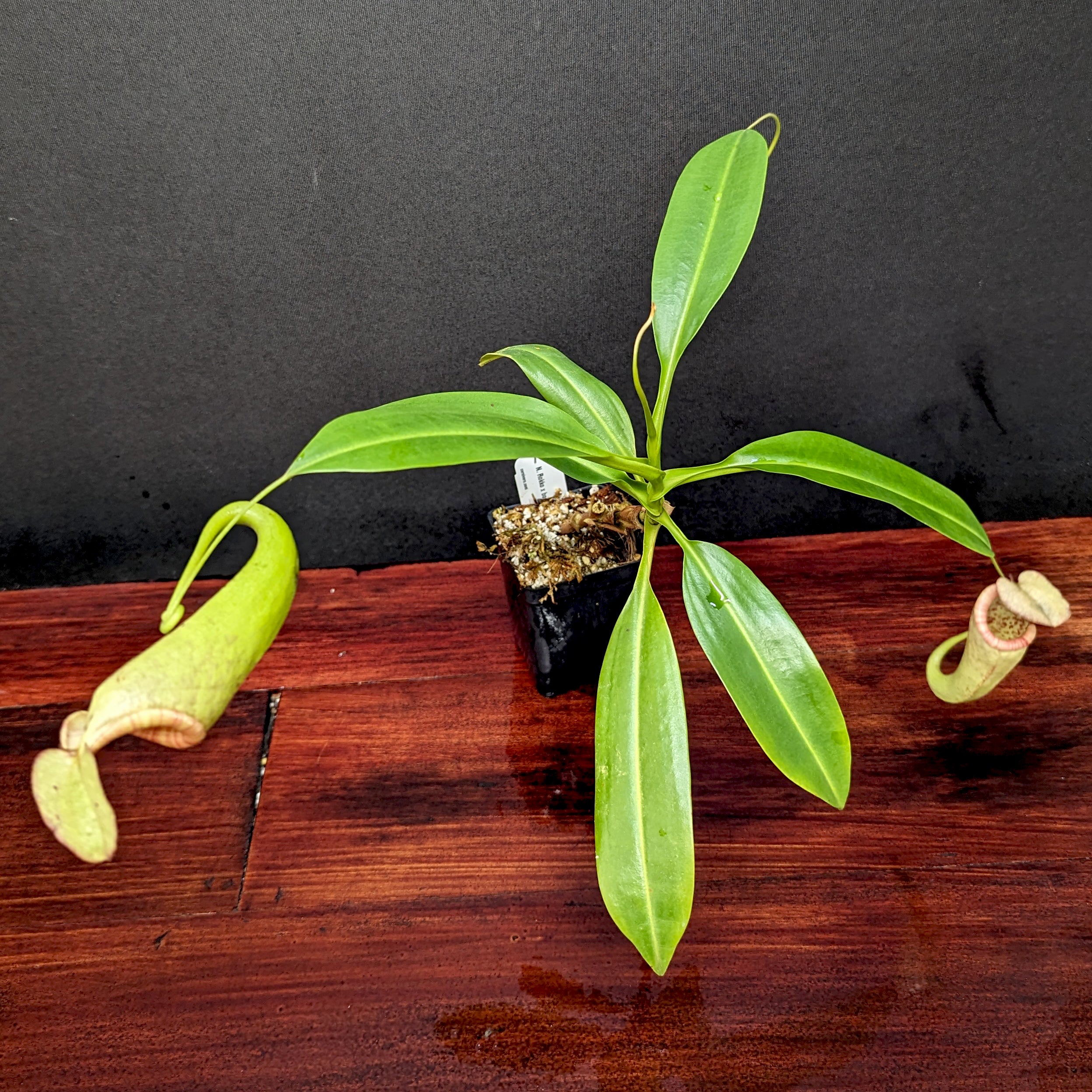 Nepenthes rokko x boschiana (f) – Carnivero