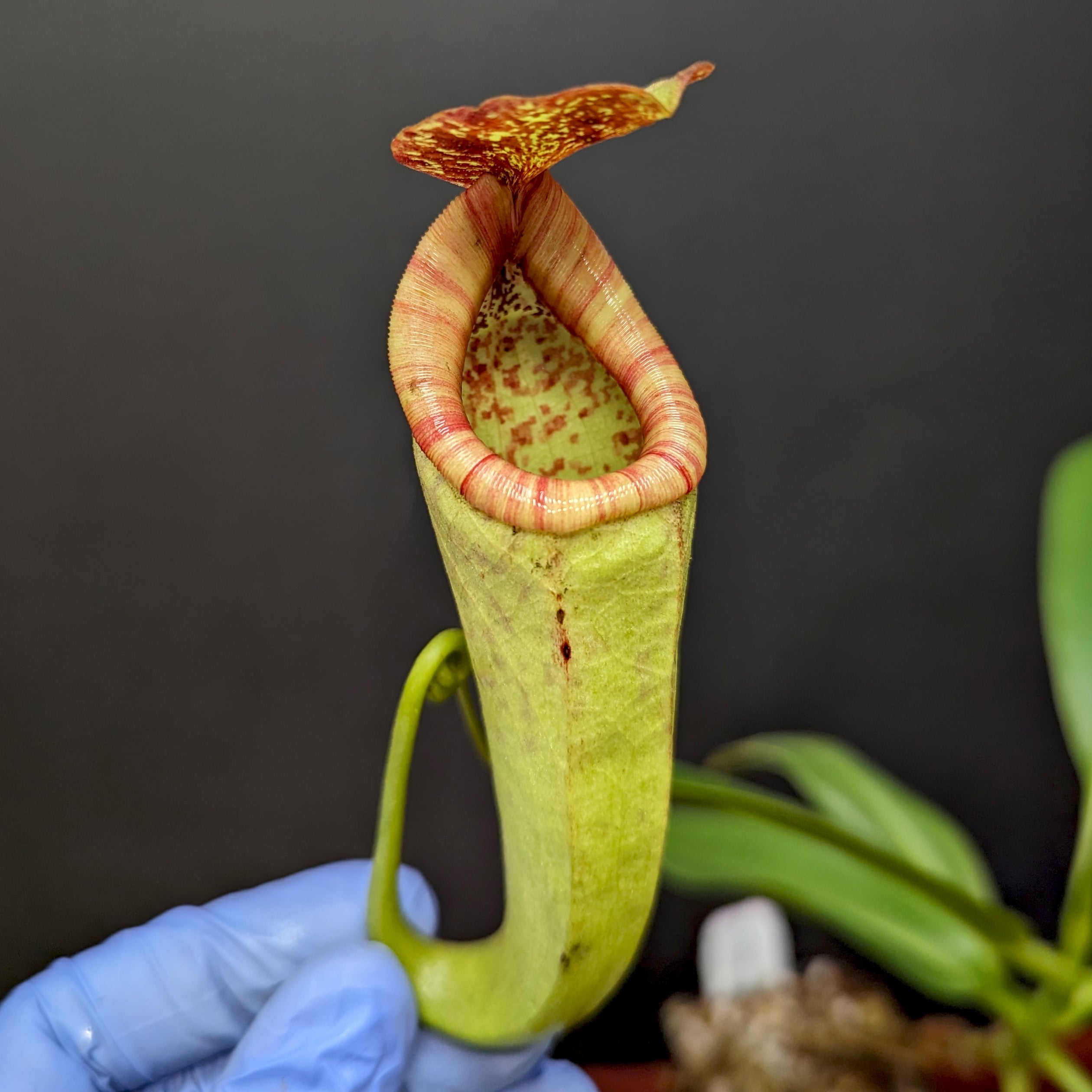 Nepenthes rokko x boschiana (f) – Carnivero