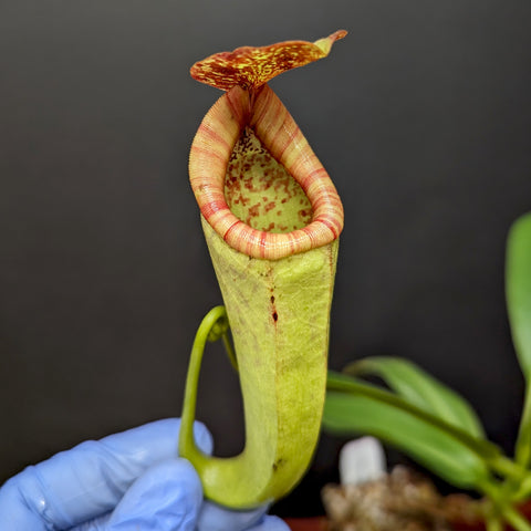 Nepenthes rokko x boschiana pitcher with pale green body pink striped peristome and orange speckled lid