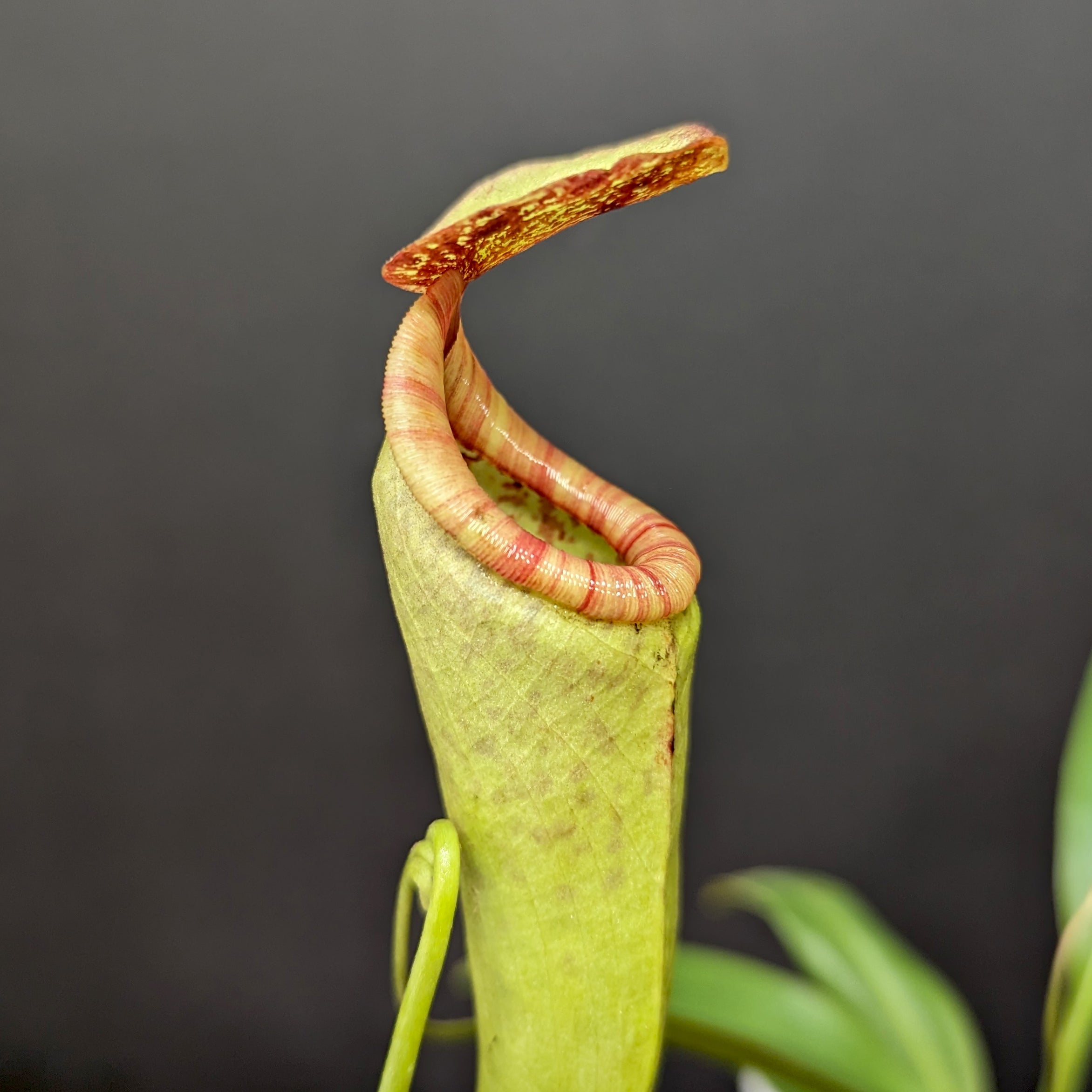 Nepenthes rokko x boschiana (f) – Carnivero