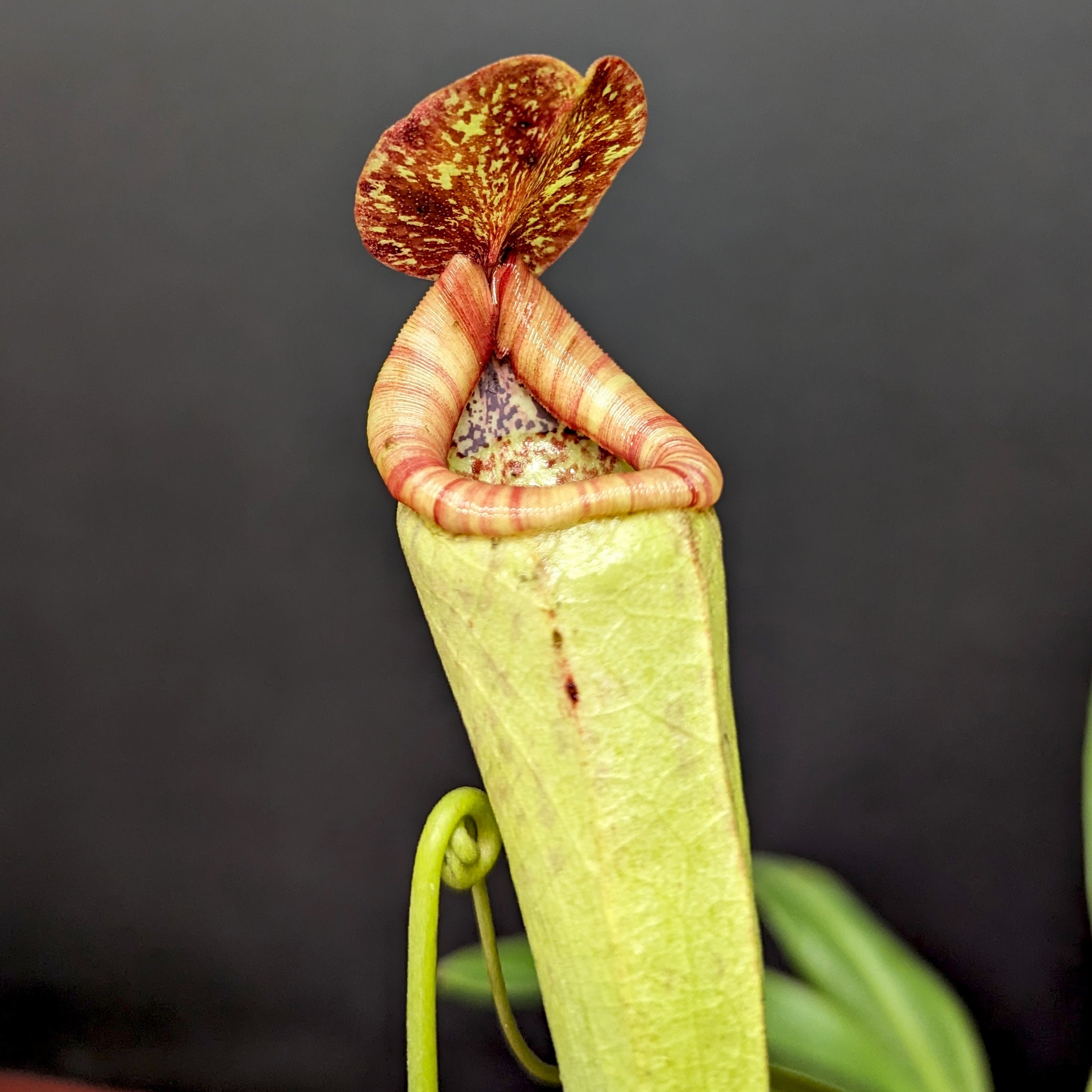 ファビオラ・ブリリッコ sp Nepenthes rokko x boschiana (f) – Carnivero