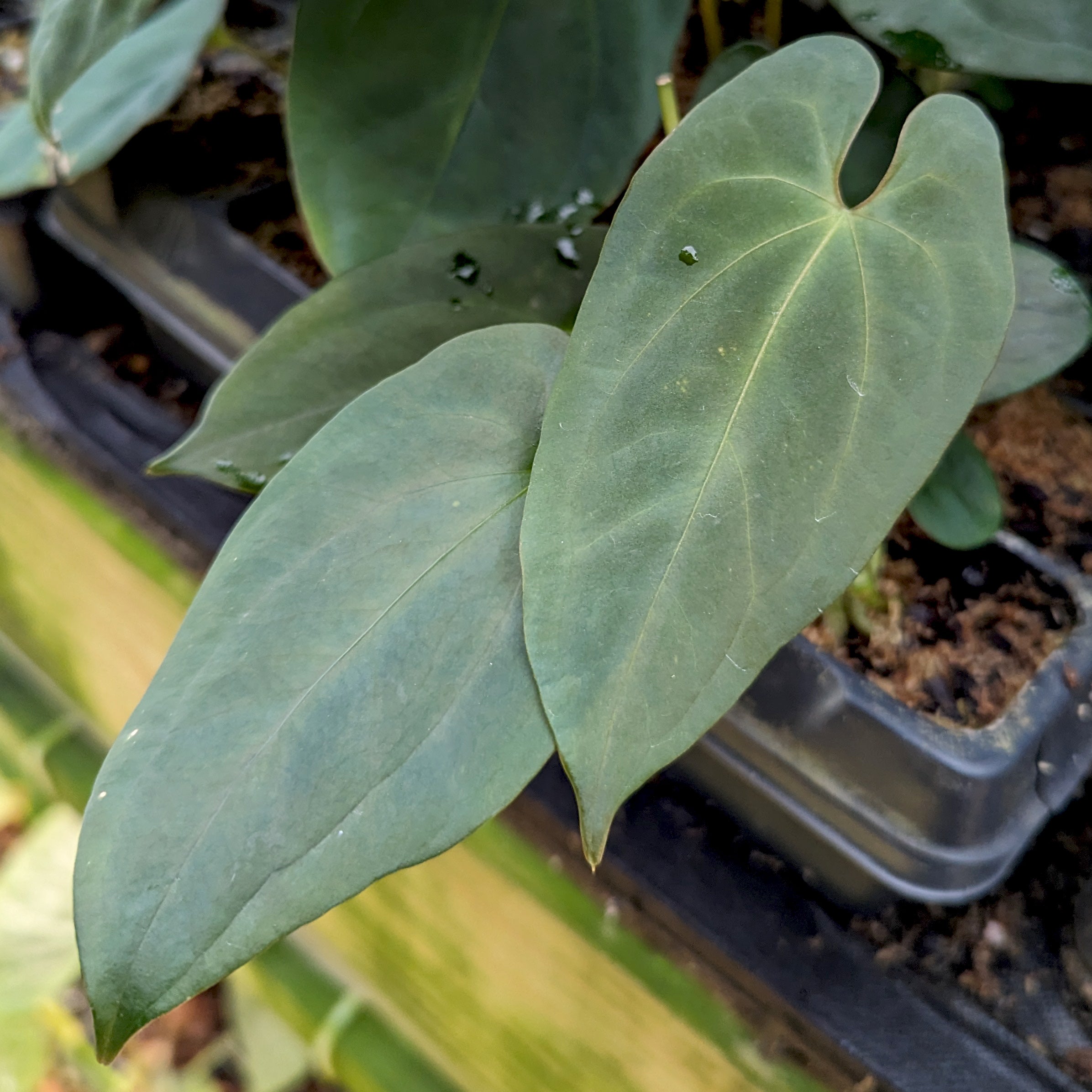 Anthurium Indo Hoffmannii x papillilaminum, CAR-0379 – Carnivero
