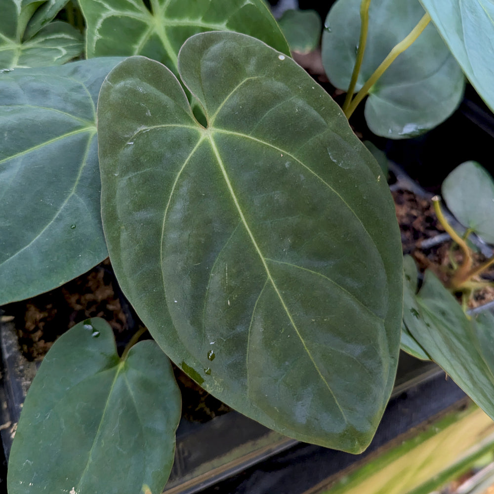 
                      
                        Anthurium Indo Hoffmannii x papillilaminum, CAR-0379
                      
                    