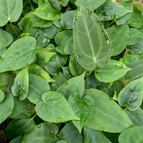 Leafy cluster of glossy green leaves with pale venation from Anthurium magnificum x papillilaminum FSxRL