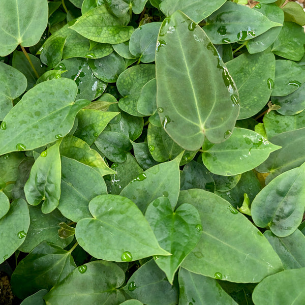 Anthurium magnificum x papillilaminum (FSxRL), CAR-0380