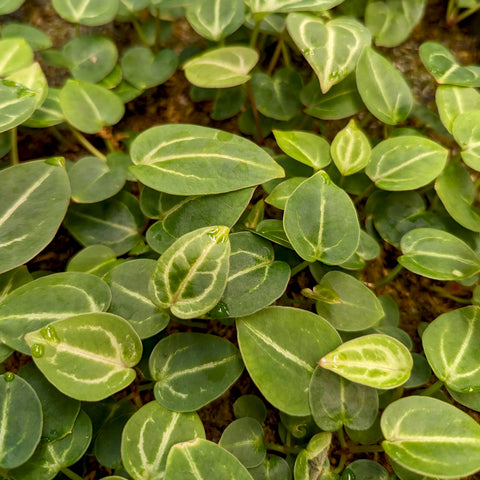 Dense cluster of small oval Anthurium leaves with creamy venation from Tezula Select cross