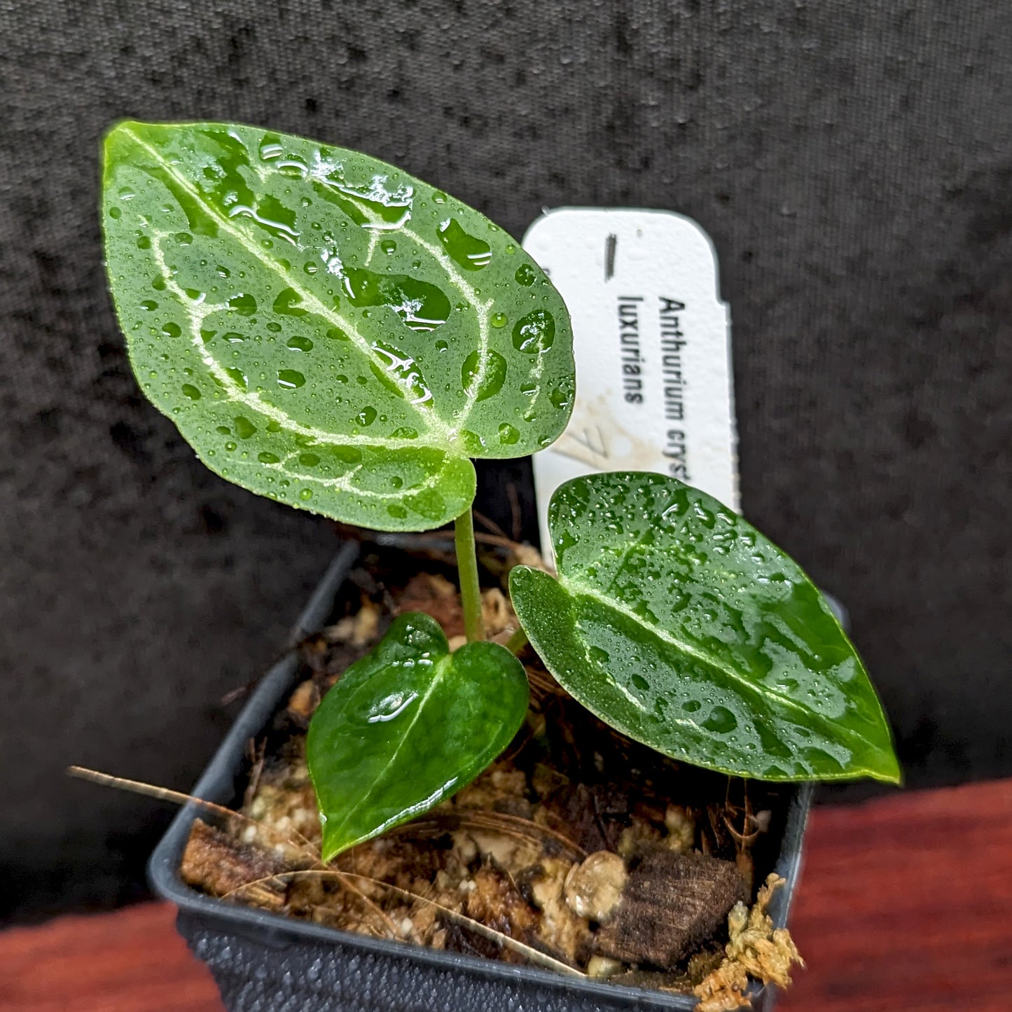 philodendron crystallinum Anthurium crystallinum x luxurians