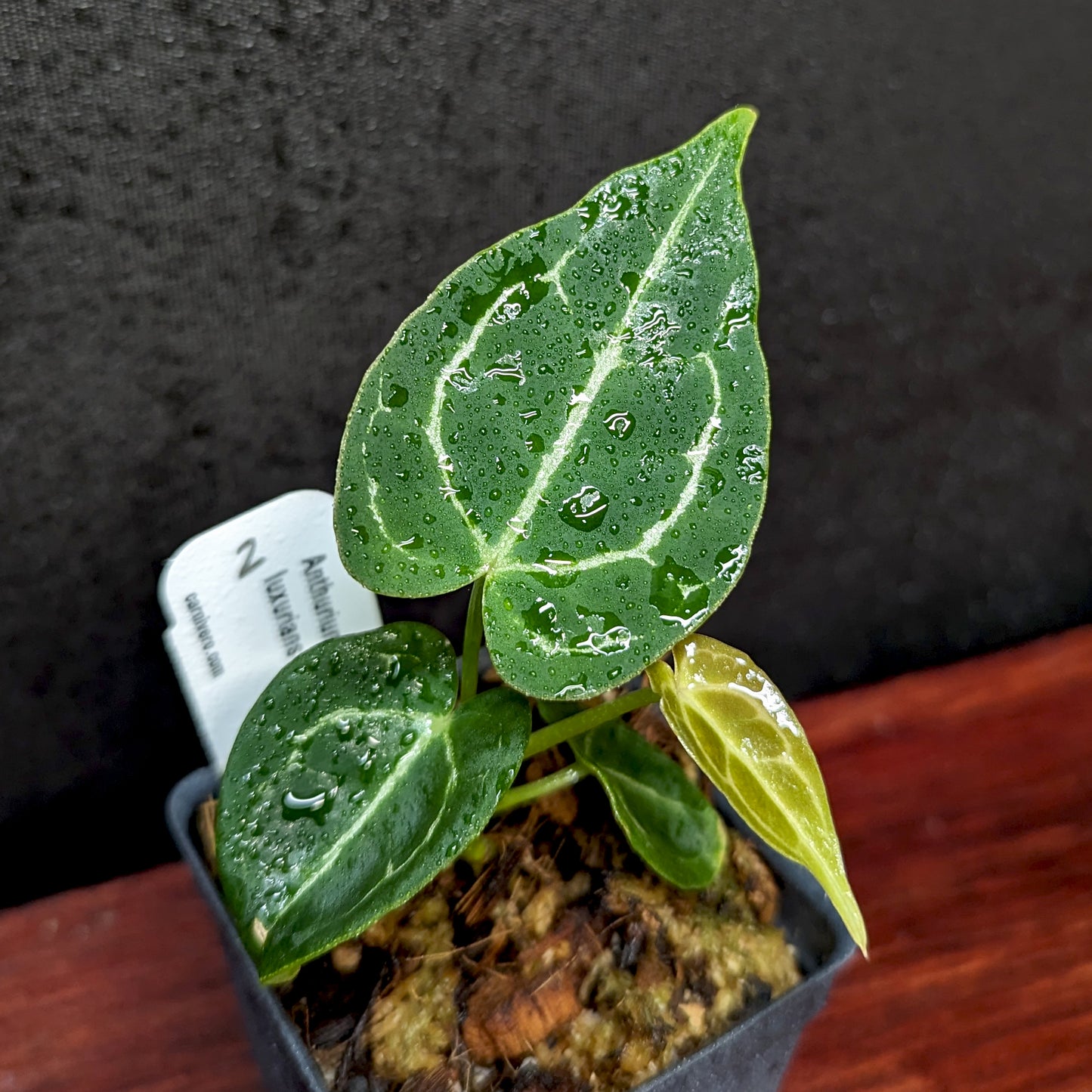 anthurium luxurians silver Anthurium crystallinum x luxurians – Carnivero