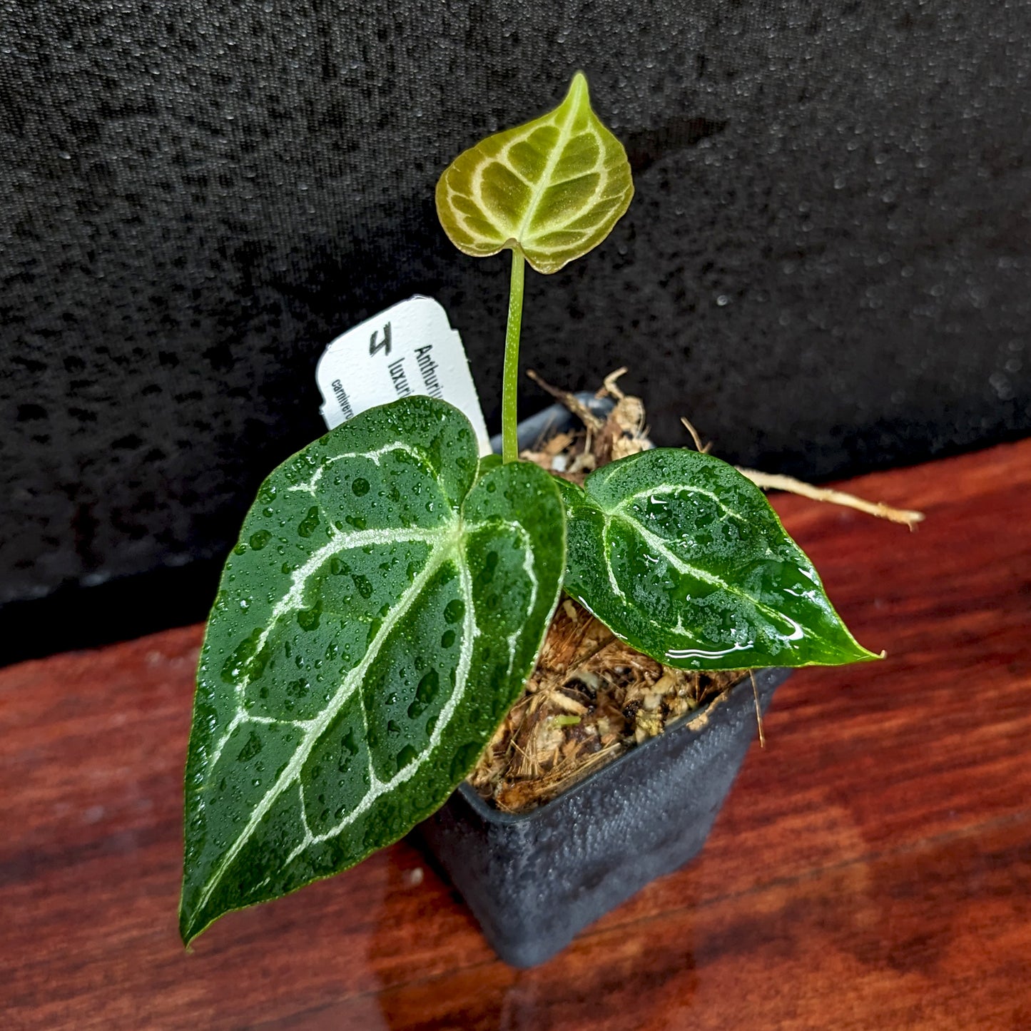 anthurium crystallinum potting mix Anthurium crystallinum x luxurians