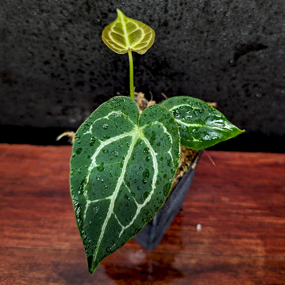 anthurium fairchild x luxurians Anthurium crystallinum x luxurians – Carnivero