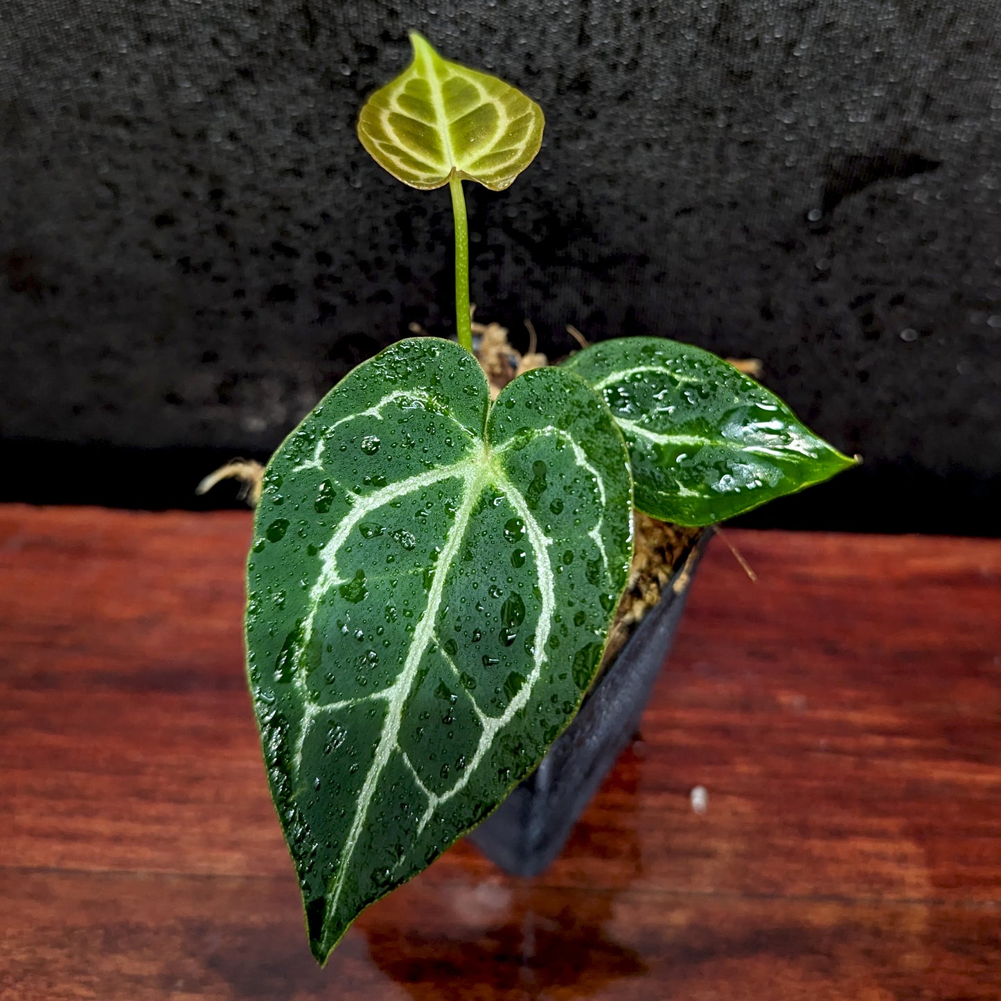 anthurium x cultorum Anthurium crystallinum x luxurians
