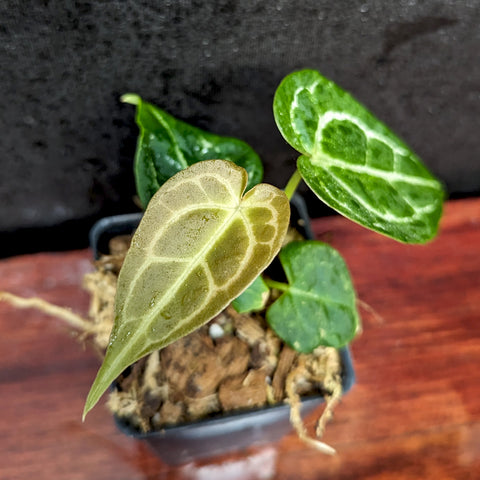 Small potted Anthurium crystallinum x luxurians with dark green leaves showing pale venation and a lighter new leaf