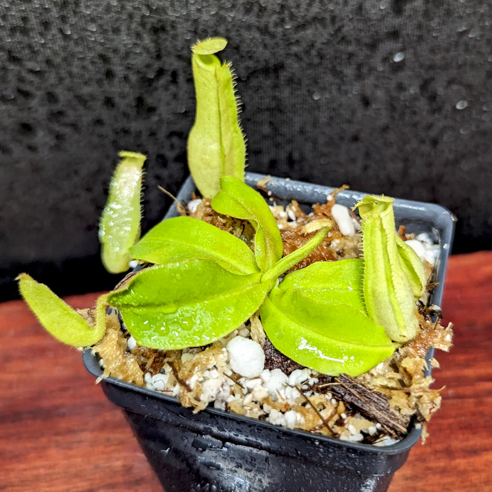 
                      
                        Nepenthes mirabilis var. echinostoma x platychila "BE white", CAR-0383
                      
                    