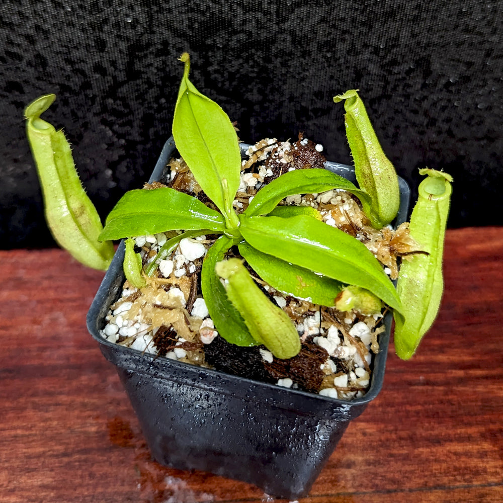 
                      
                        Nepenthes mirabilis var. echinostoma x platychila "BE white", CAR-0383
                      
                    