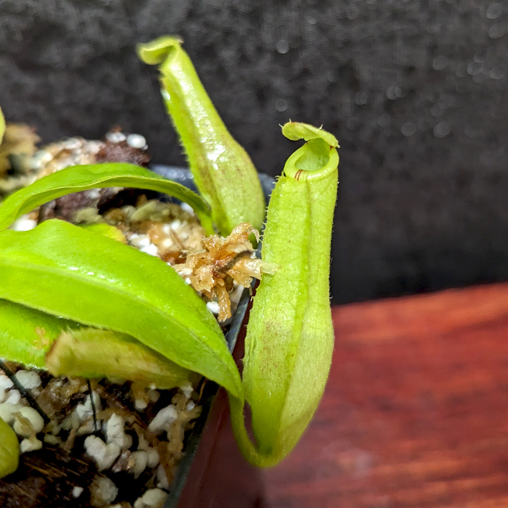 
                      
                        Nepenthes mirabilis var. echinostoma x platychila "BE white", CAR-0383
                      
                    