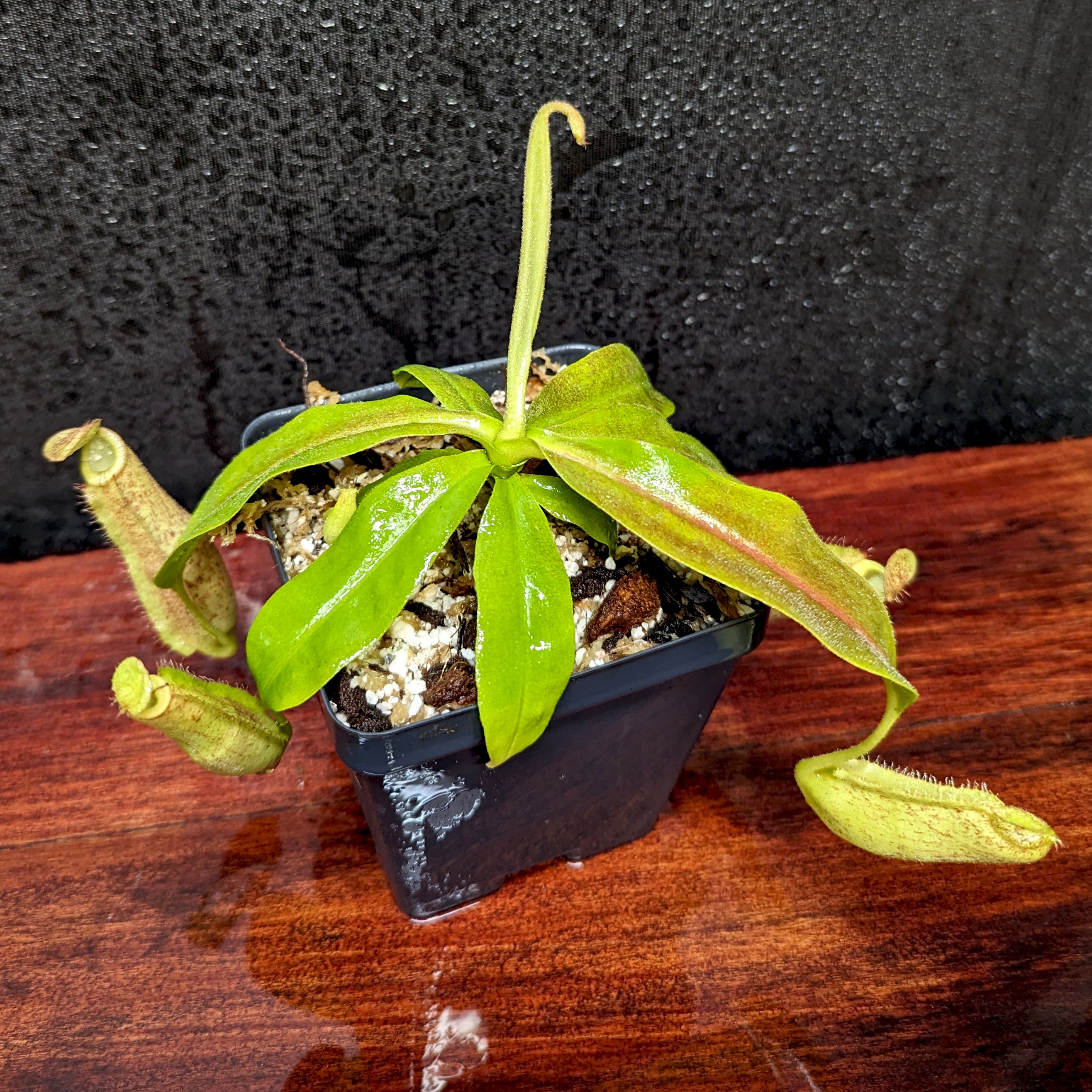 Nepenthes mirabilis var. echinostoma x platychila 