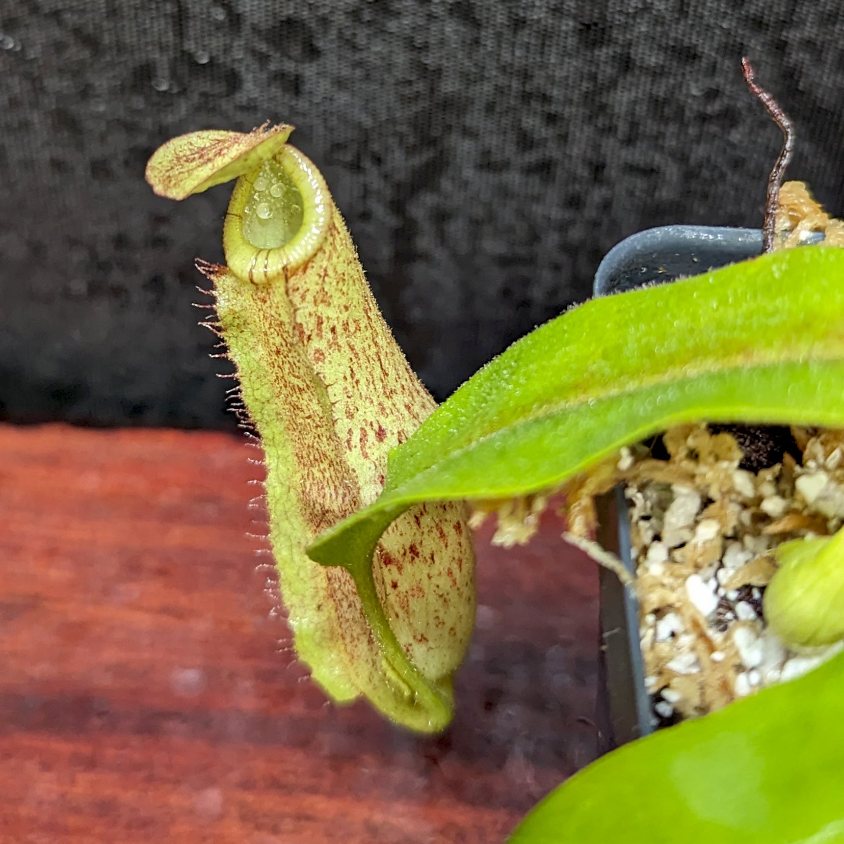 Nepenthes mirabilis var. echinostoma x platychila 