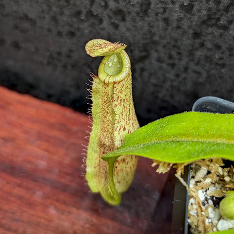 Close-up of Nepenthes mirabilis var echinostoma x platychila BE white pitcher with curved lid and speckled body