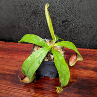 Nepenthes ampullaria Purple Striped x hamata katopasa, CAR-0382