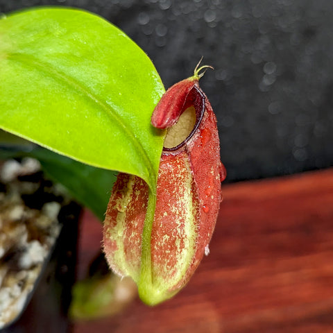 Close-up of Nepenthes ampullaria Purple Striped x hamata katopasa pitcher with a red hood on a green leaf.