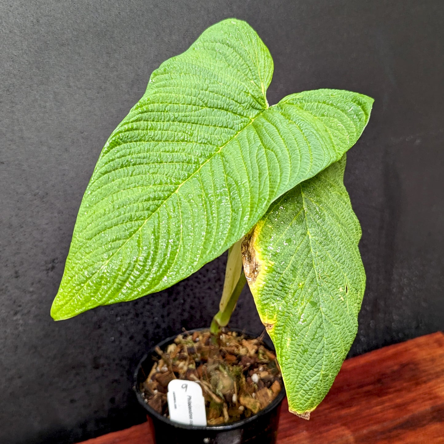 philodendron for sale near me Philodendron corrugatum
