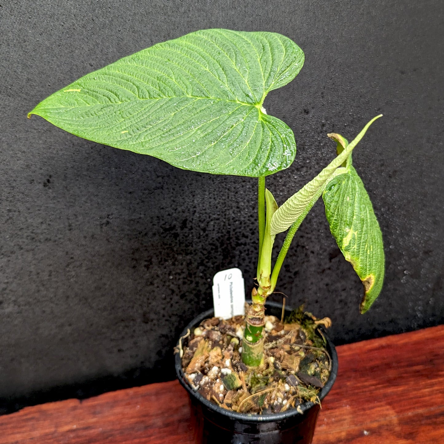 large philodendron for sale Philodendron corrugatum