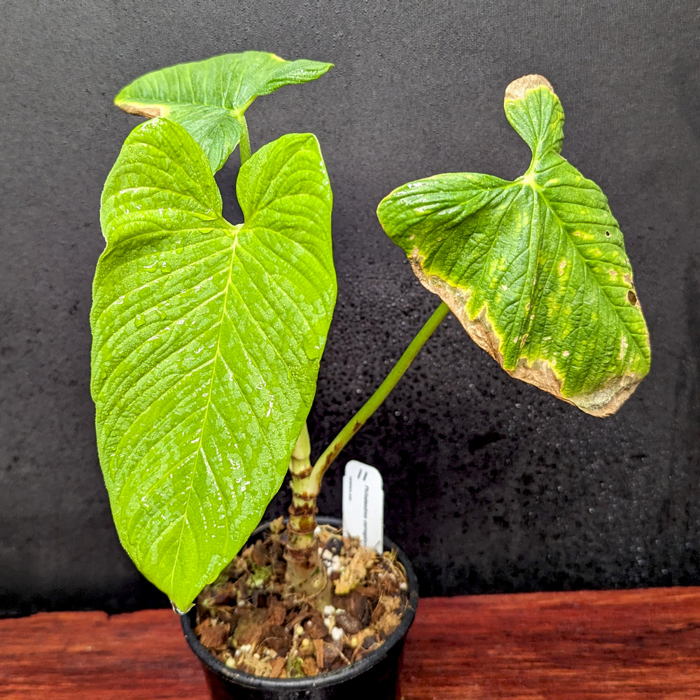 
                      
                        Philodendron corrugatum - Exact Plant 11/17/23
                      
                    