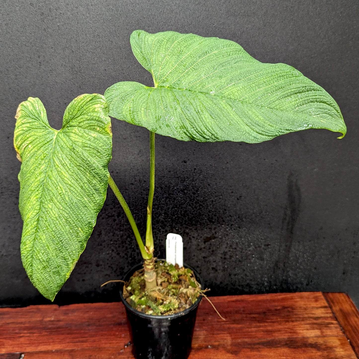 philodendron furcatum care Philodendron corrugatum